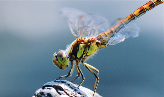 Dragonfly image