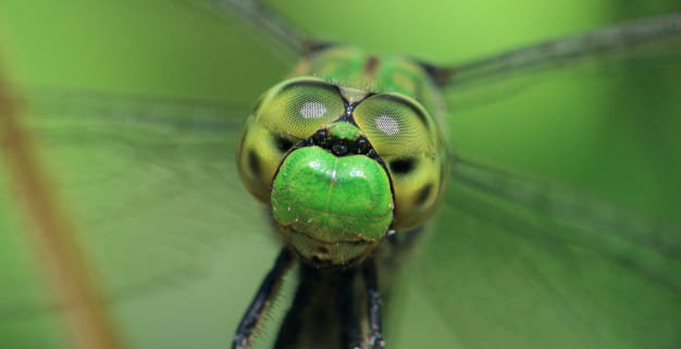 Виникли запитання? Вакансії у підрозділах сил Територіальної оборони СЗУ