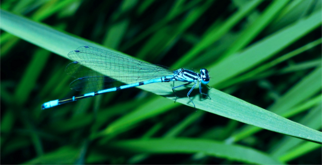 Бабка як символ БПЛА_5