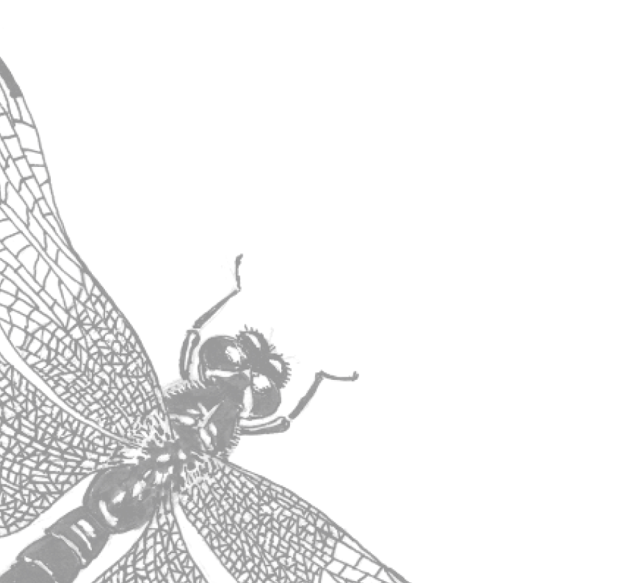 Image Bg