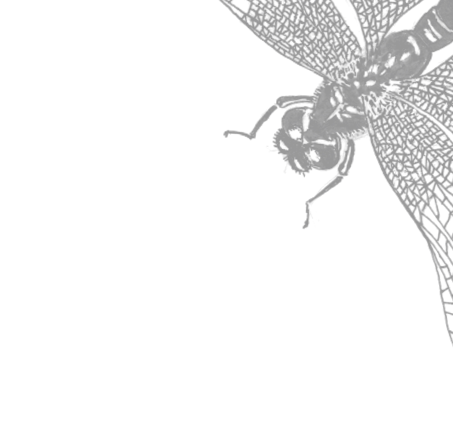 Image Bg